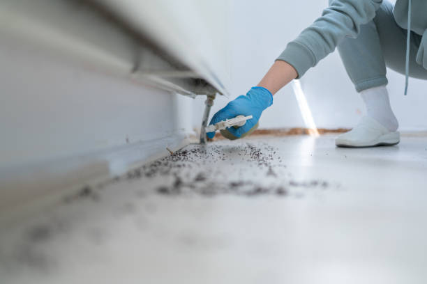 Trusted Amity, OR Pest Control Experts